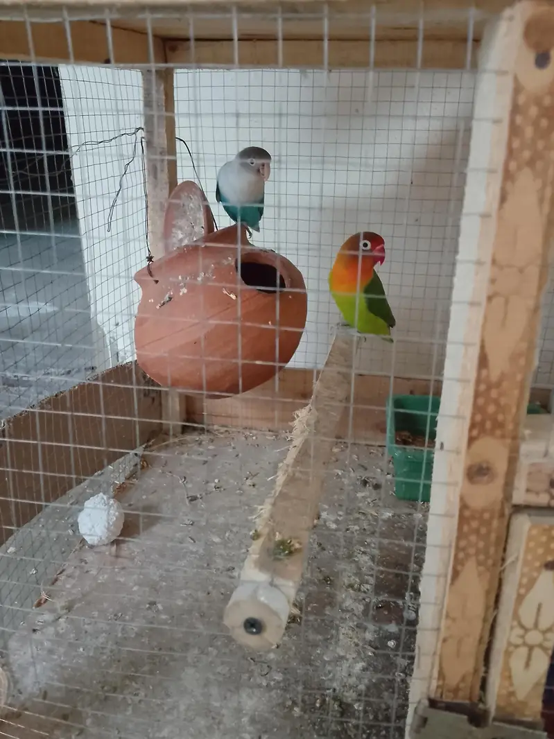 lovebird and Australia parrots — photo 2