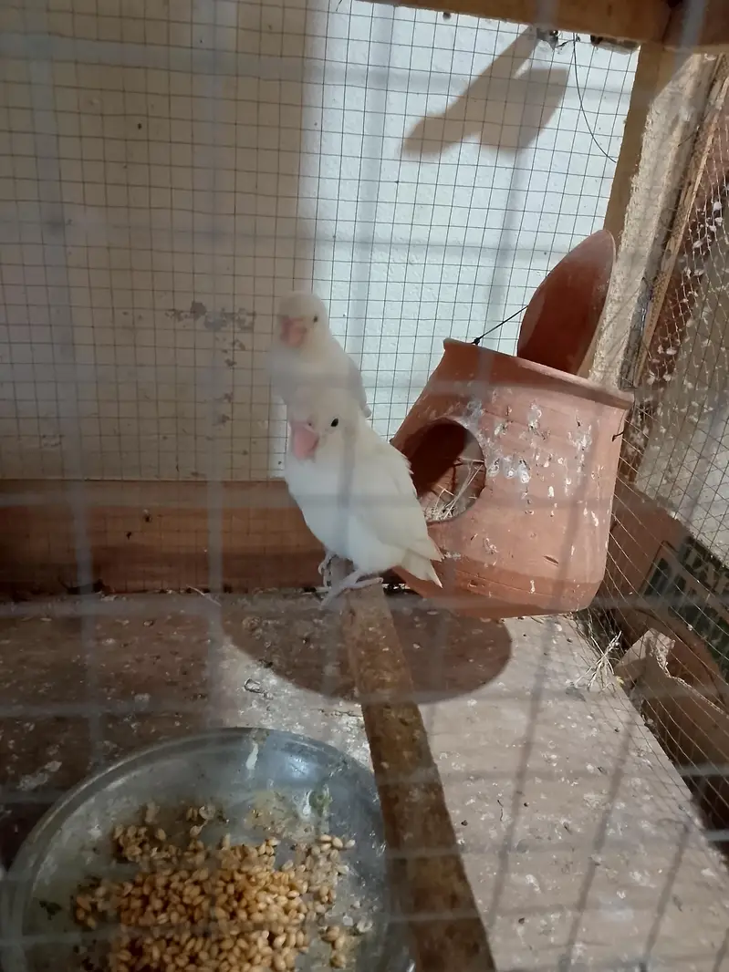 lovebird and Australia parrots — photo 3