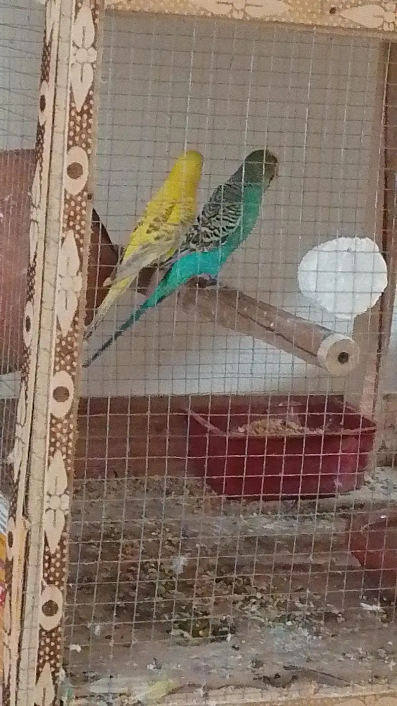 lovebird and Australia parrots — photo 4