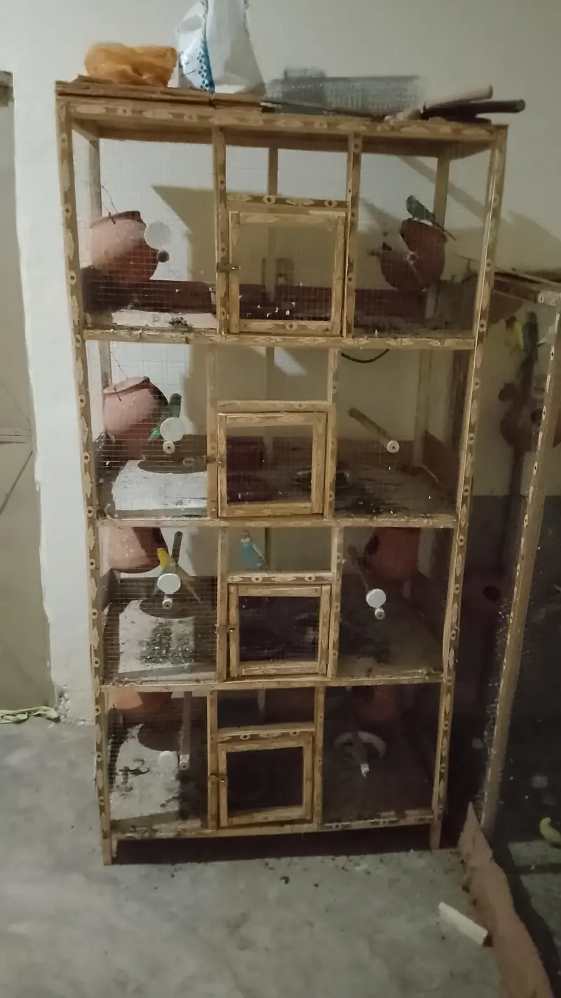 lovebird and Australia parrots — photo 5