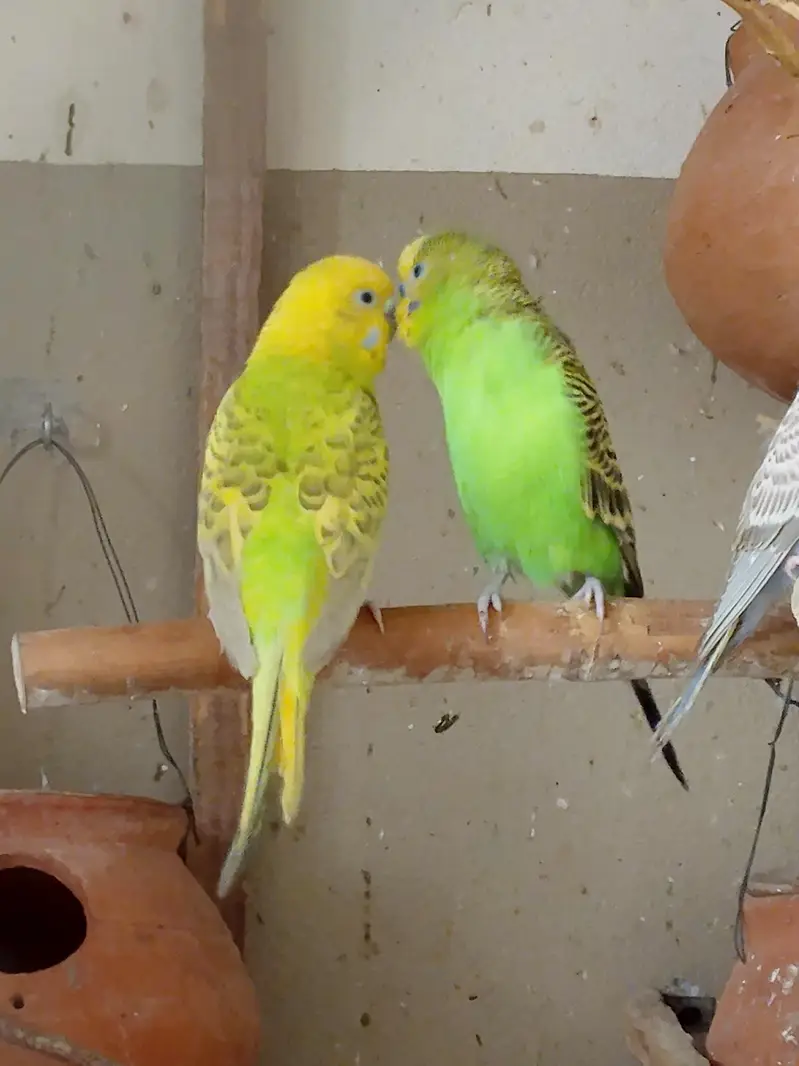 lovebird and Australia parrots — photo 6