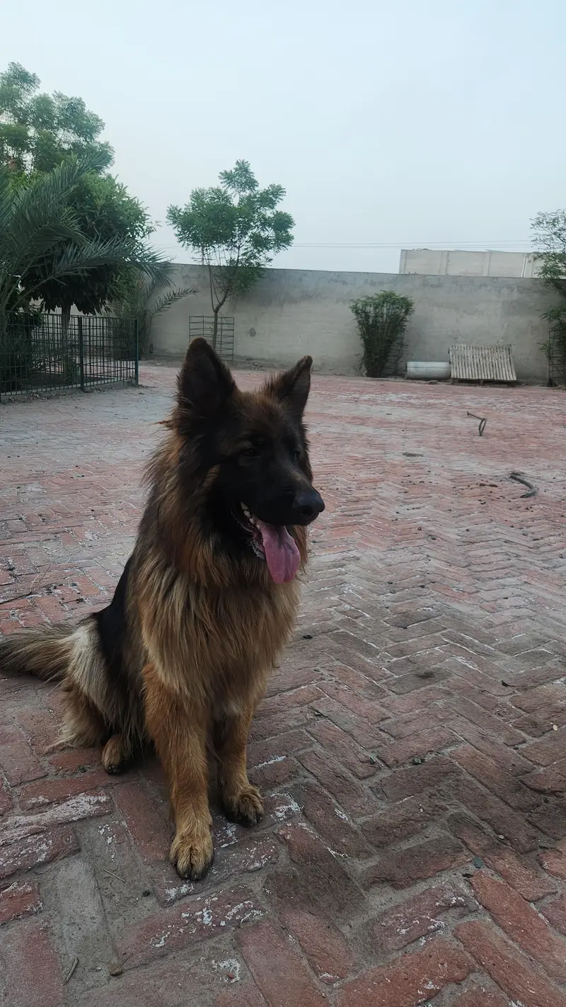 Double Coated German Shepherd for sale. — photo 2