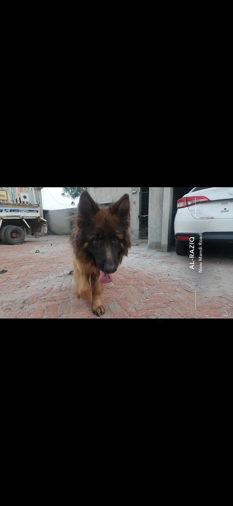 Double Coated German Shepherd for sale. — photo 3