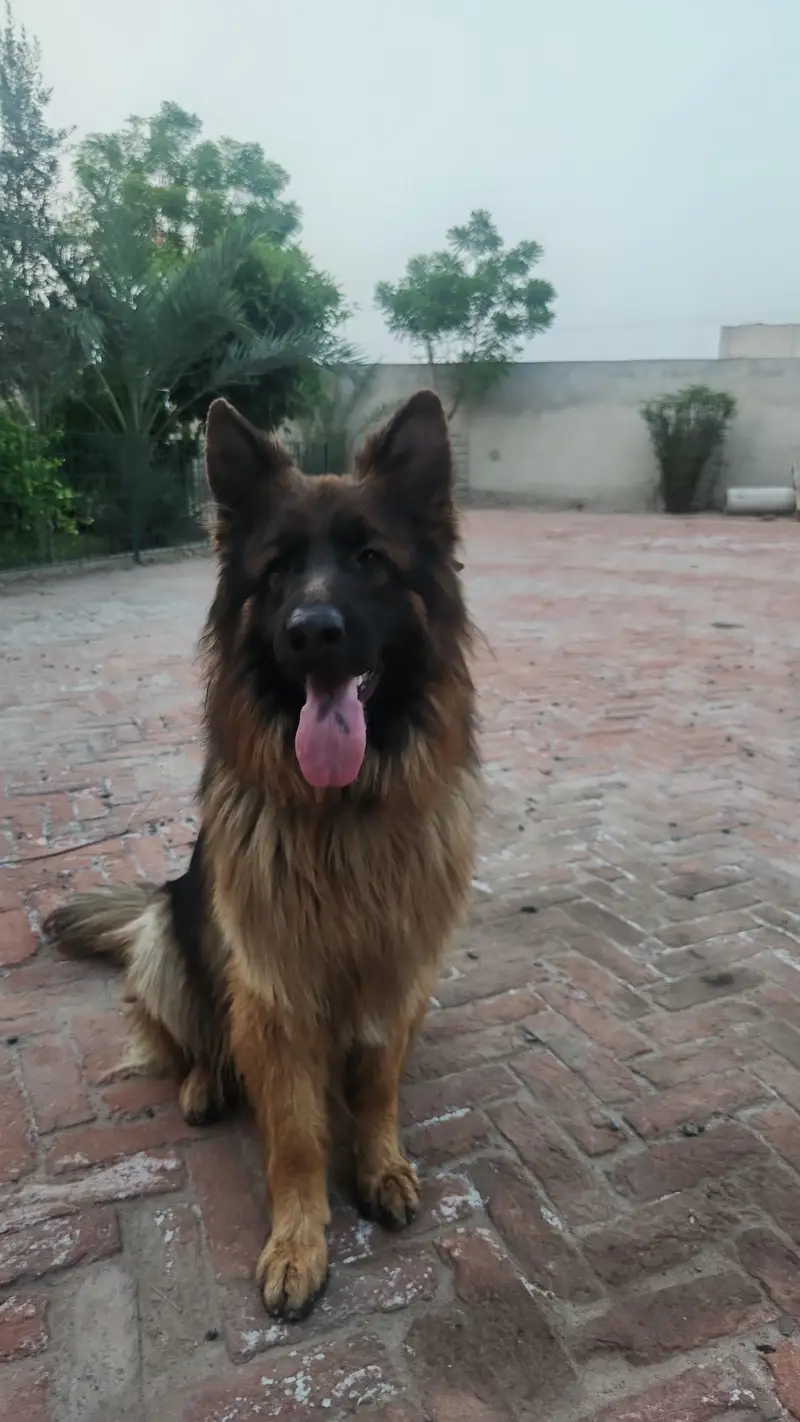 Double Coated German Shepherd for sale. — photo 4