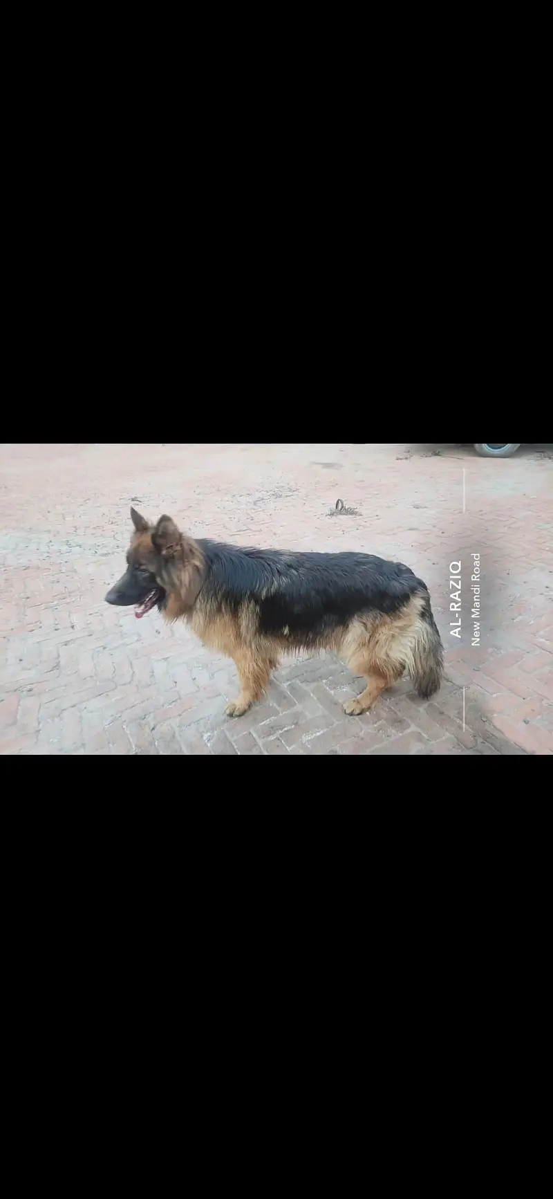 Double Coated German Shepherd for sale. — photo 5