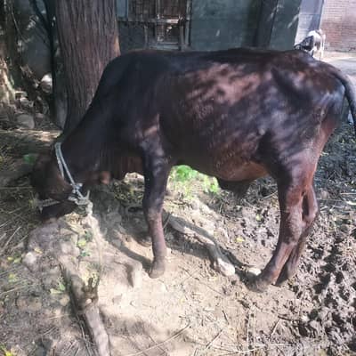 wacha for sale location kallar syedan