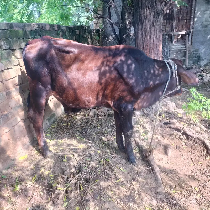 wacha for sale location kallar syedan — photo 2