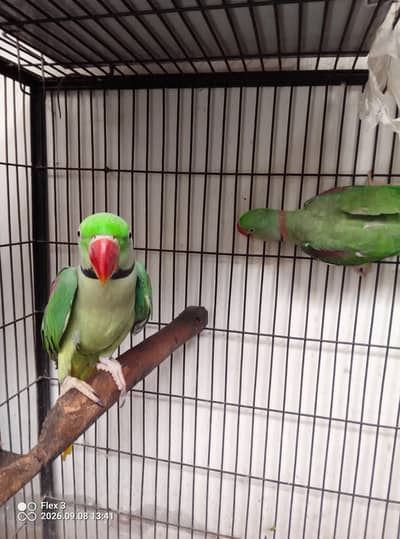 Alexander healthy kashmiri raw parrots