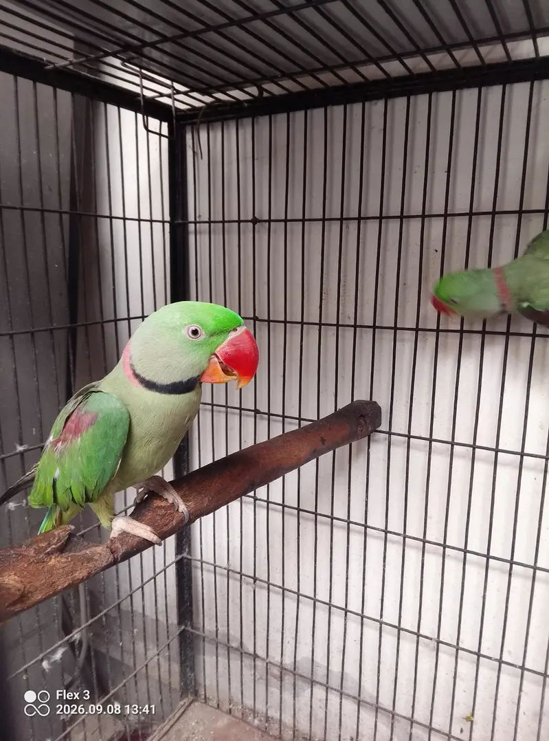 Alexander healthy kashmiri raw parrots — photo 2