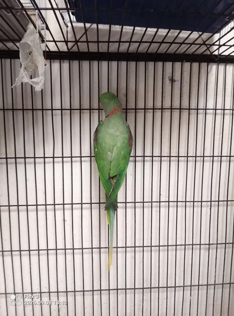 Alexander healthy kashmiri raw parrots — photo 3