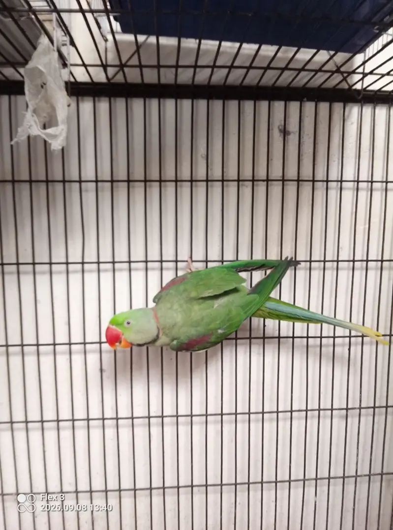 Alexander healthy kashmiri raw parrots — photo 4