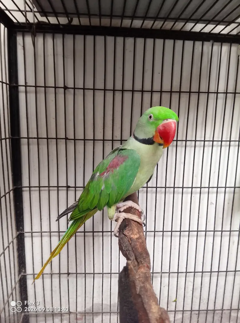 Alexander healthy kashmiri raw parrots — photo 5
