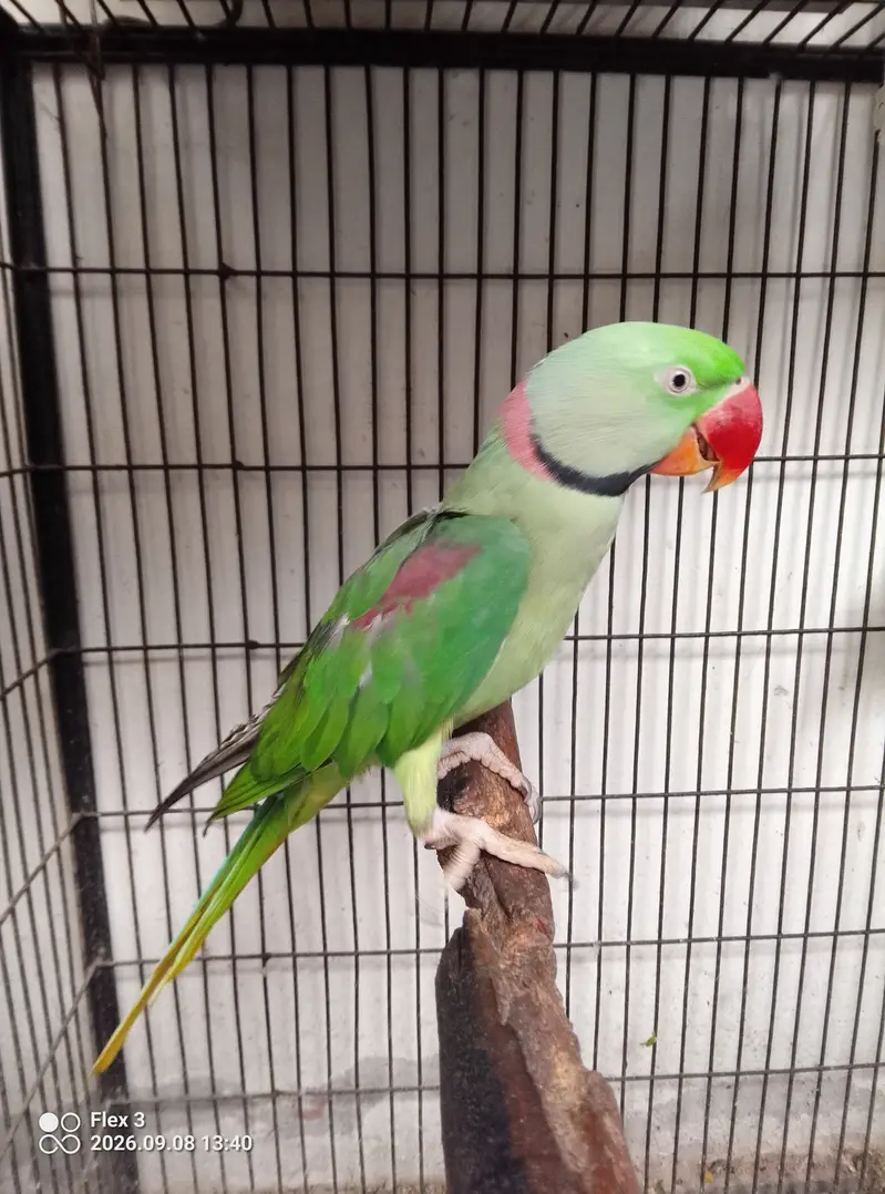 Alexander healthy kashmiri raw parrots — photo 6