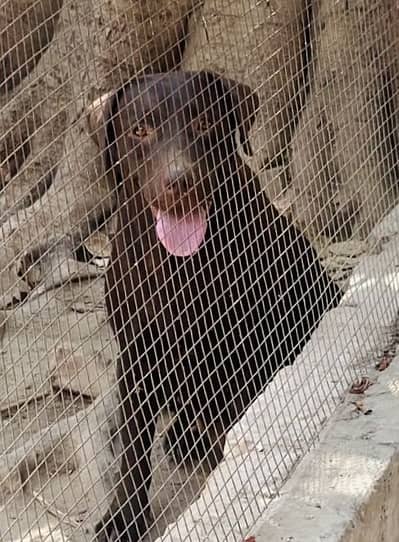 Lab Female