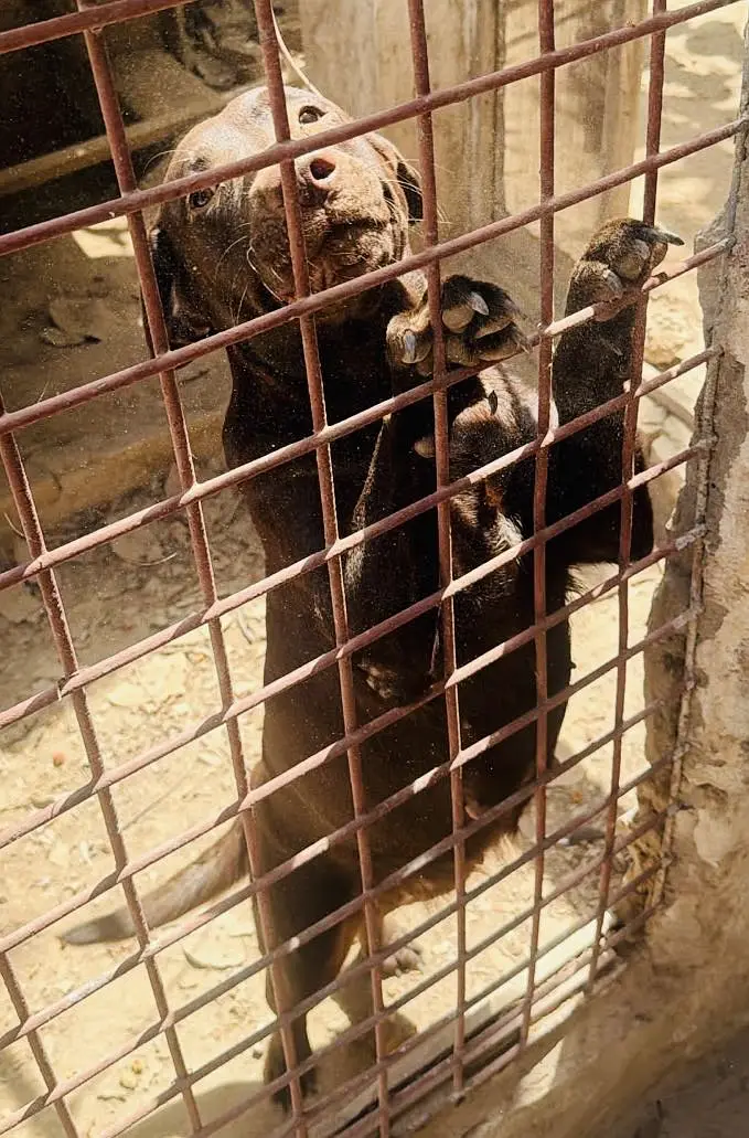 Lab Female — photo 2
