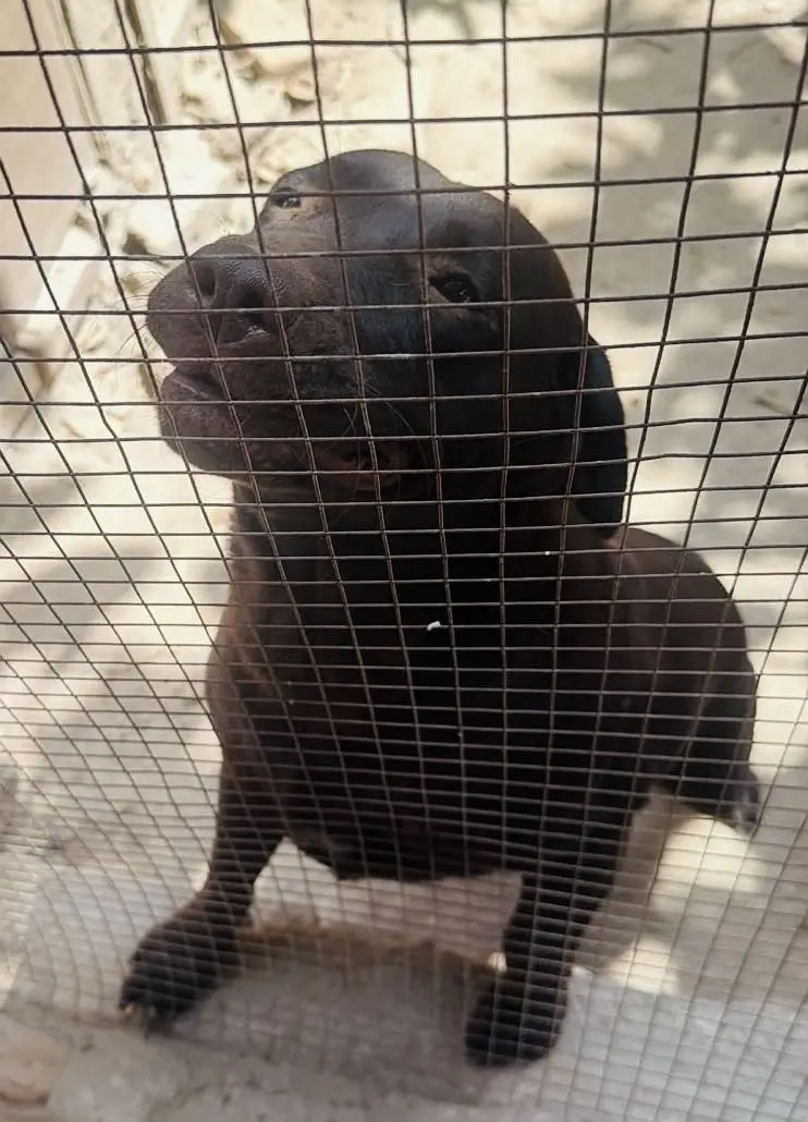 Lab Female — photo 3