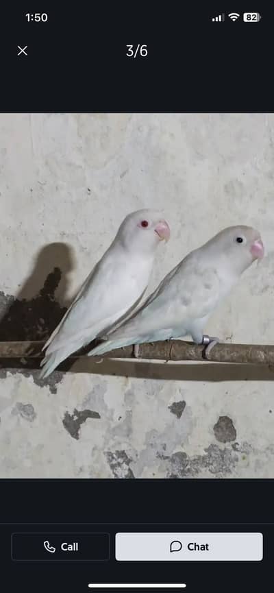 albino red ryes