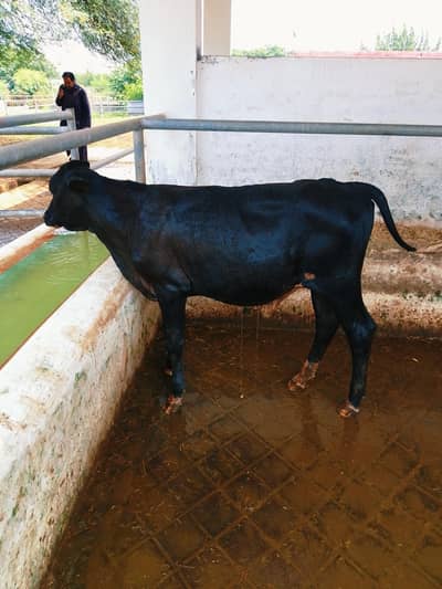 Cow Friesian Bull