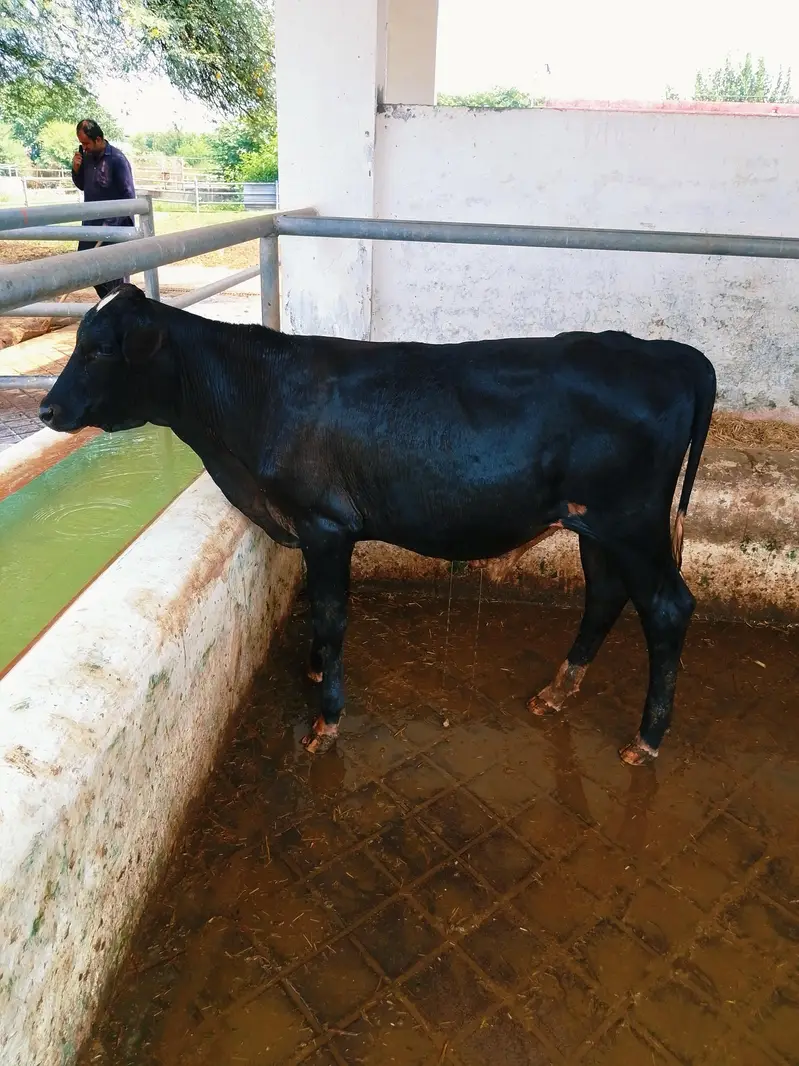 Cow Friesian Bull — photo 2