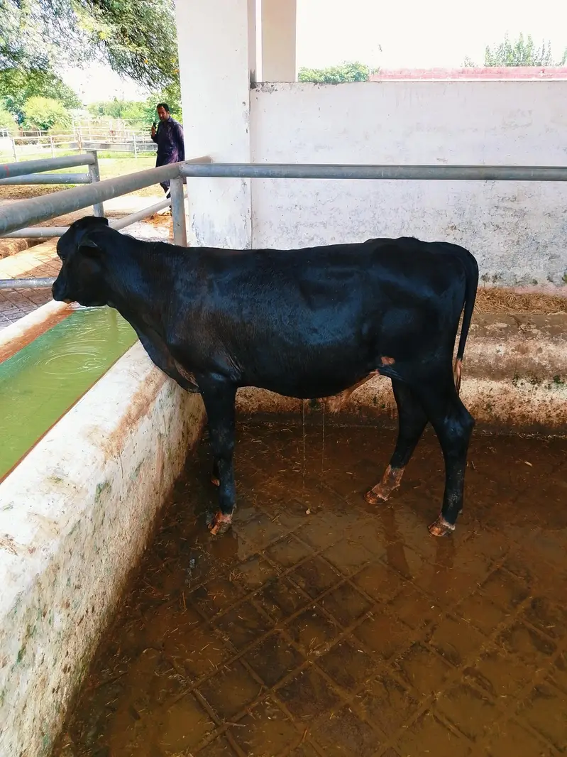 Cow Friesian Bull — photo 3