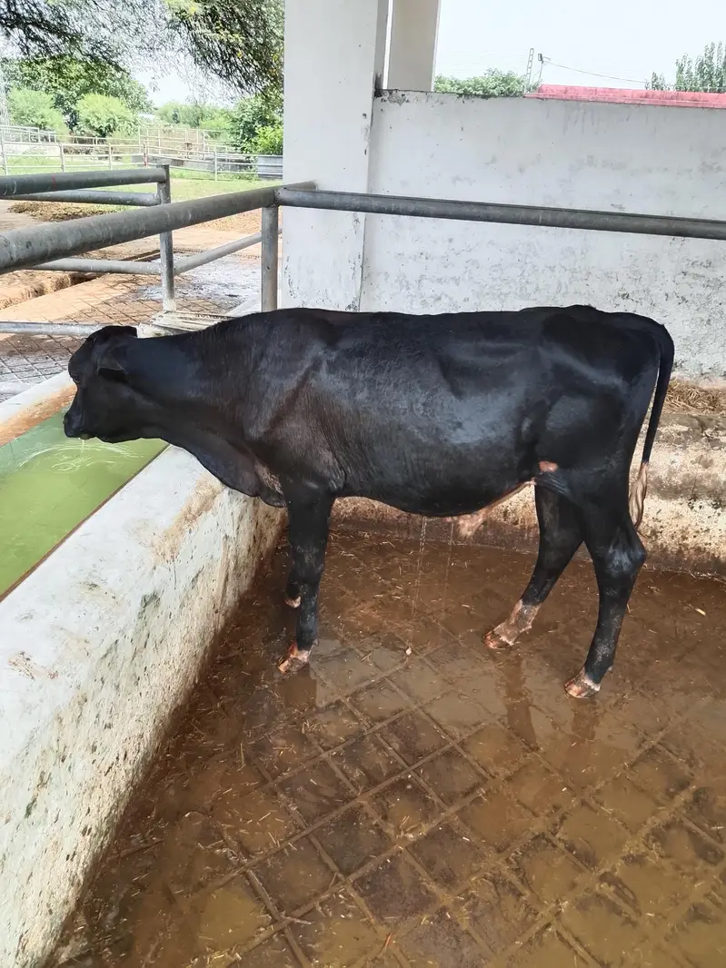Cow Friesian Bull — photo 4