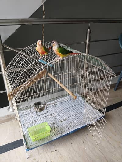 Conure PineApple & Red Factor Yellow Sided