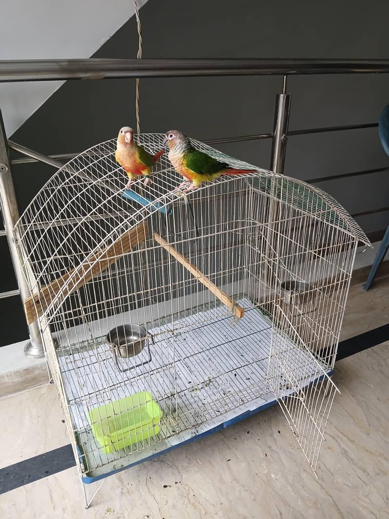 Conure PineApple & Red Factor Yellow Sided 0