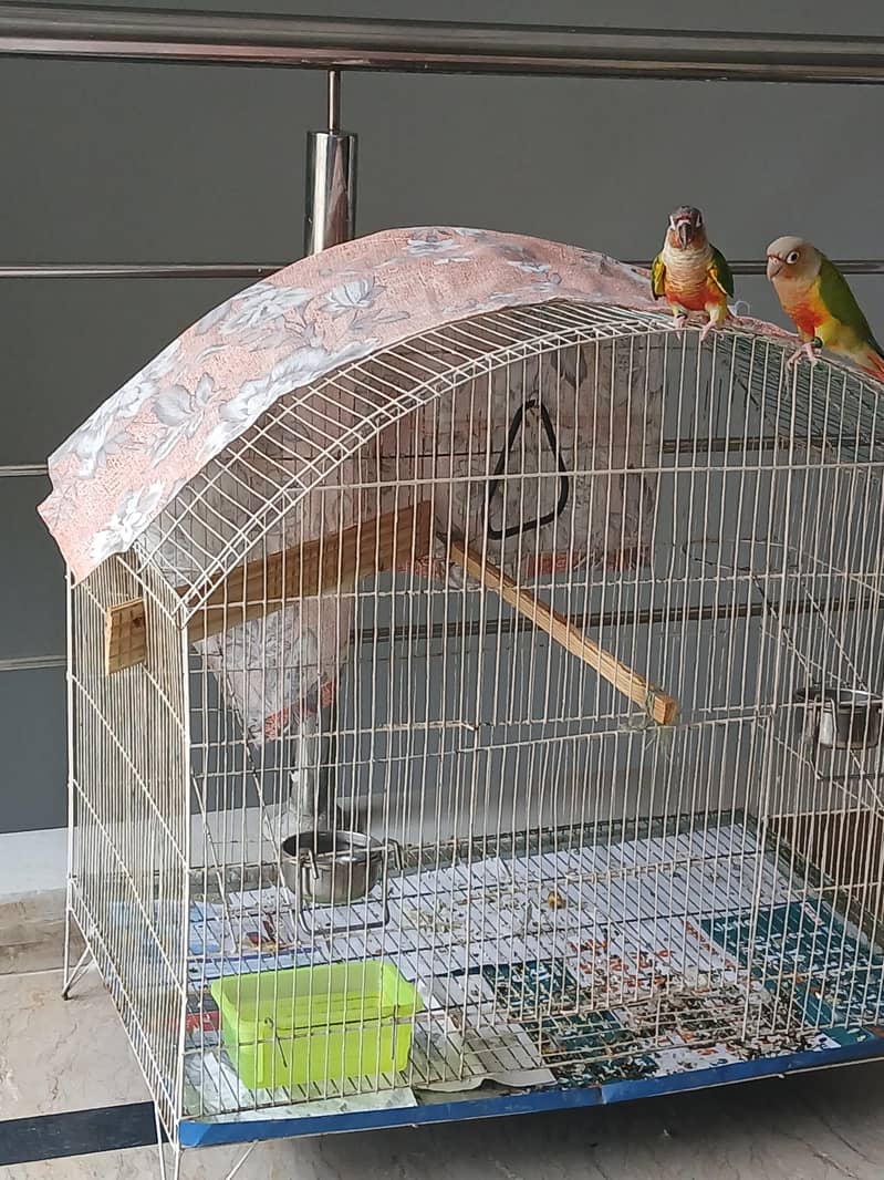 Conure PineApple & Red Factor Yellow Sided 1