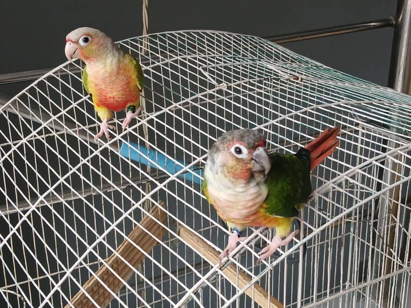 Conure PineApple & Red Factor Yellow Sided 2