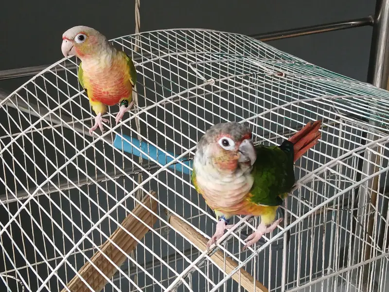 Conure PineApple & Red Factor Yellow Sided — photo 3