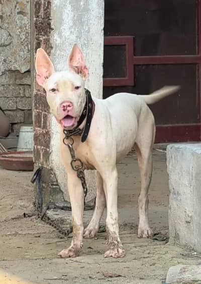 kohati gultair male for sale  whatsapp number ur call 03083994221