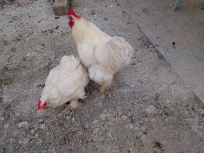 white bantam pair 0