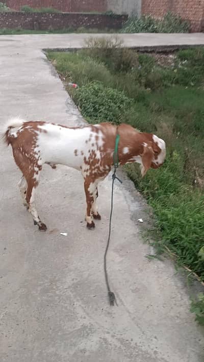 ماشاء اللّٰہ زبردست