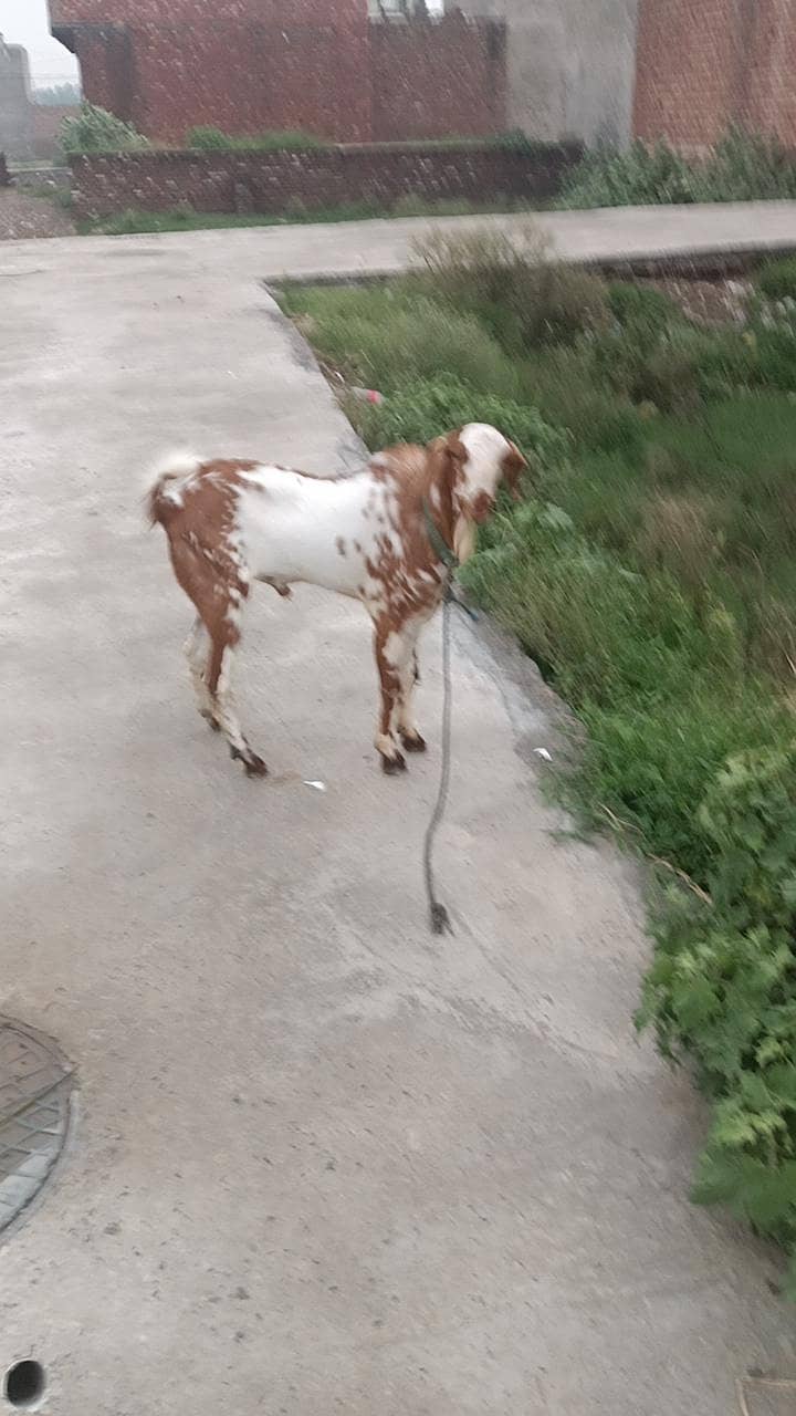 ماشاء اللّٰہ زبردست 1