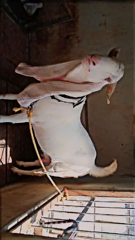gulabi  nawabsha — photo 2