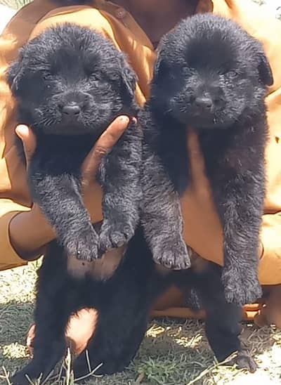 german shepherd puppies for sale