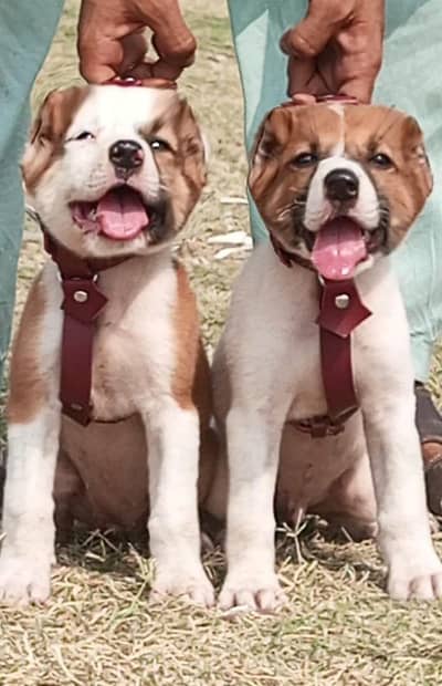 King Bakaraval pair pure breed security dog 2months for sale