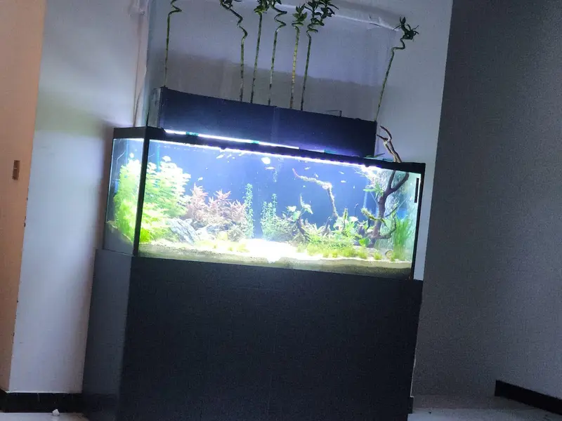 planted tank with fishes and all accessories