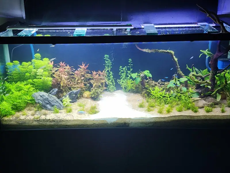 planted tank with fishes and all accessories — photo 2