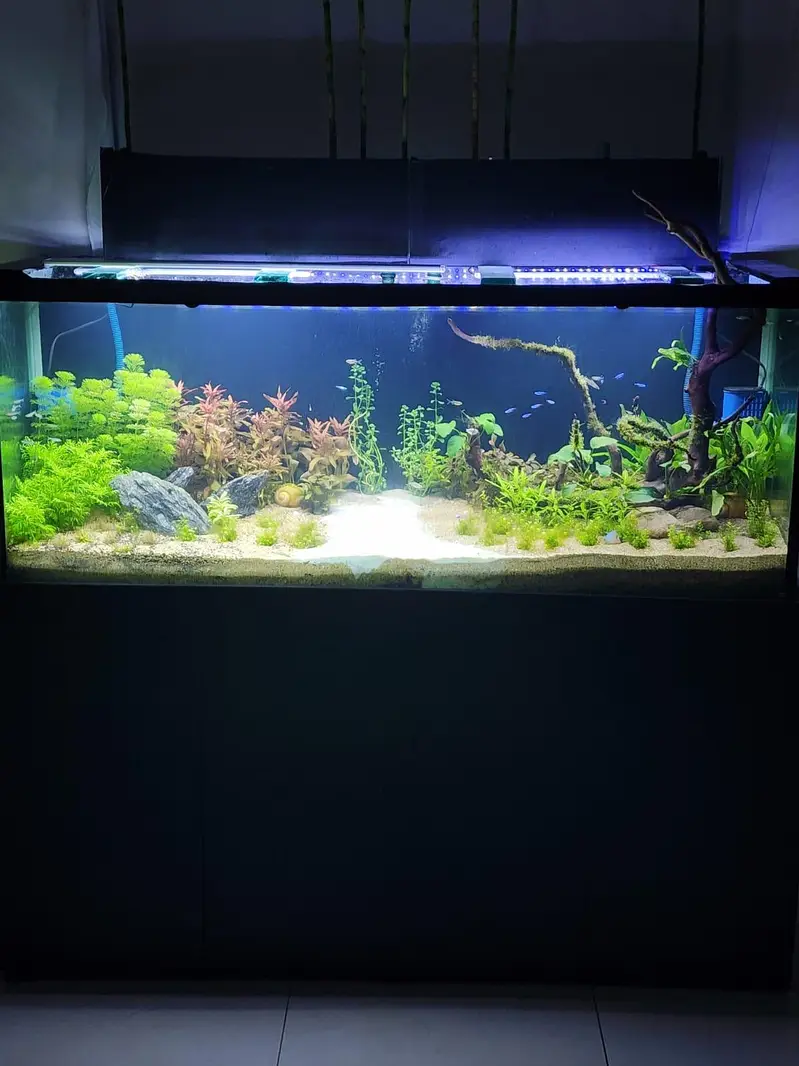 planted tank with fishes and all accessories — photo 3