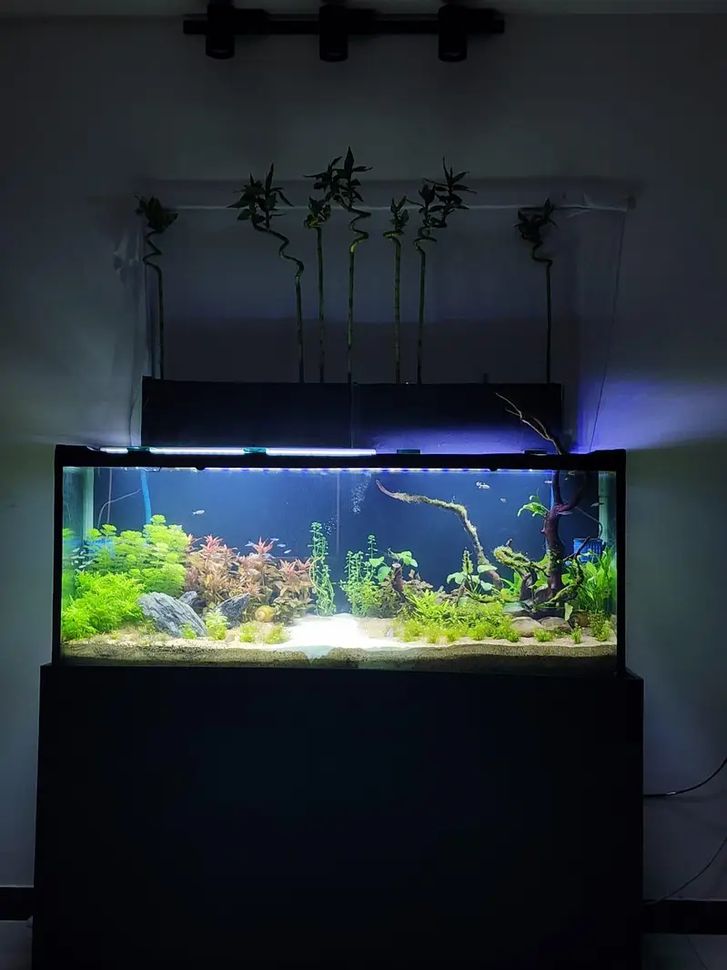 planted tank with fishes and all accessories — photo 4