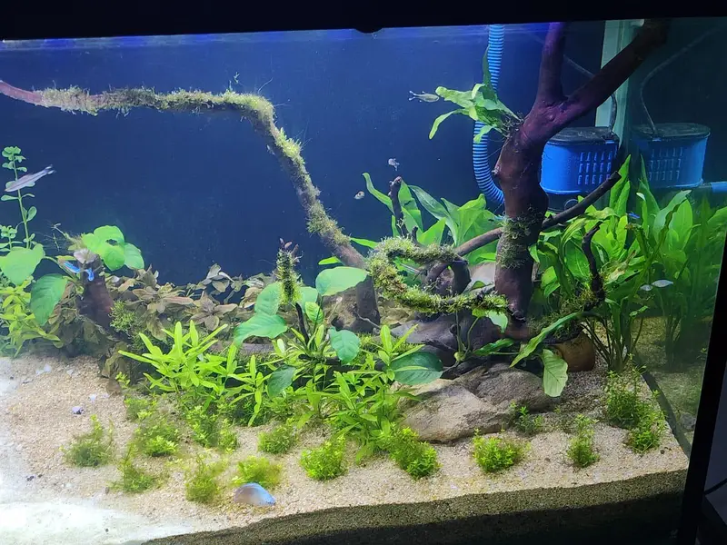 planted tank with fishes and all accessories — photo 5