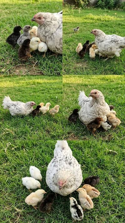 11 chicks with hen urgent sale