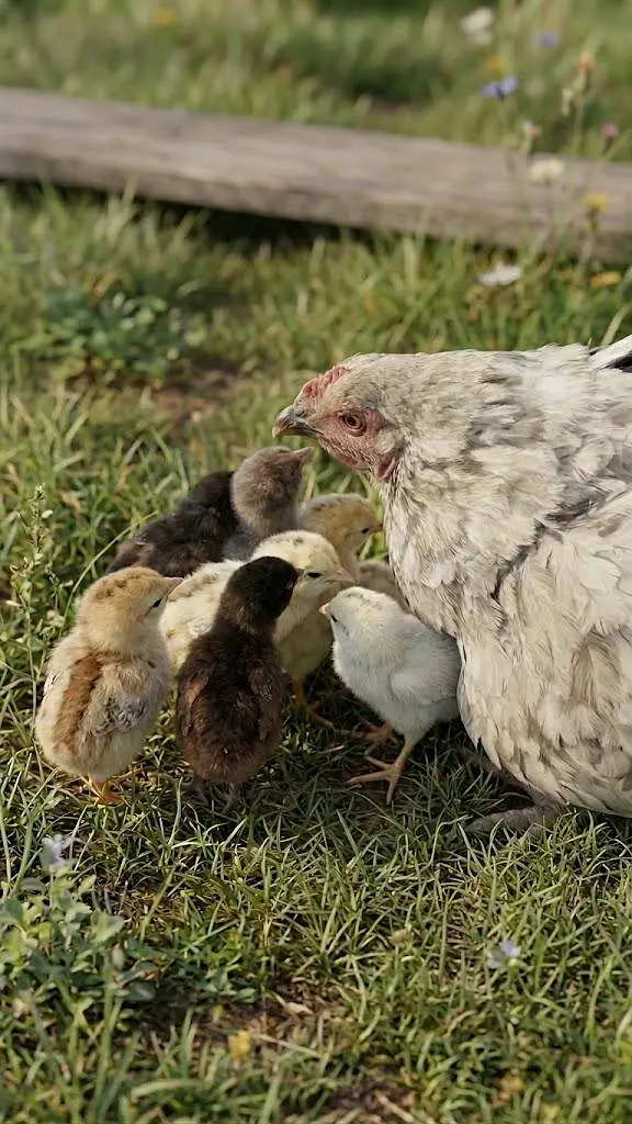 11 chicks with hen urgent sale — photo 3