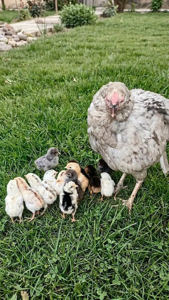11 chicks with hen urgent sale — photo 4