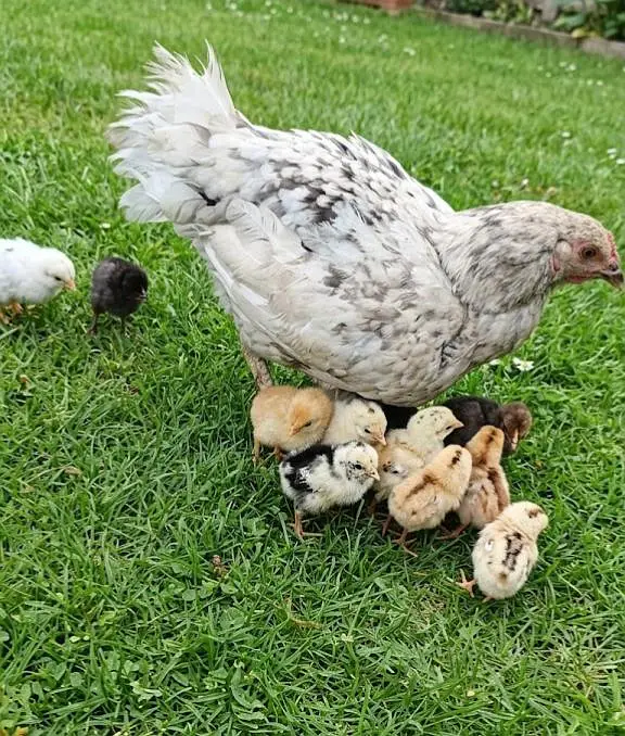 11 chicks with hen urgent sale — photo 5