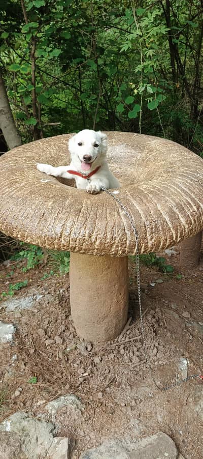 russian dog white colour 4months old