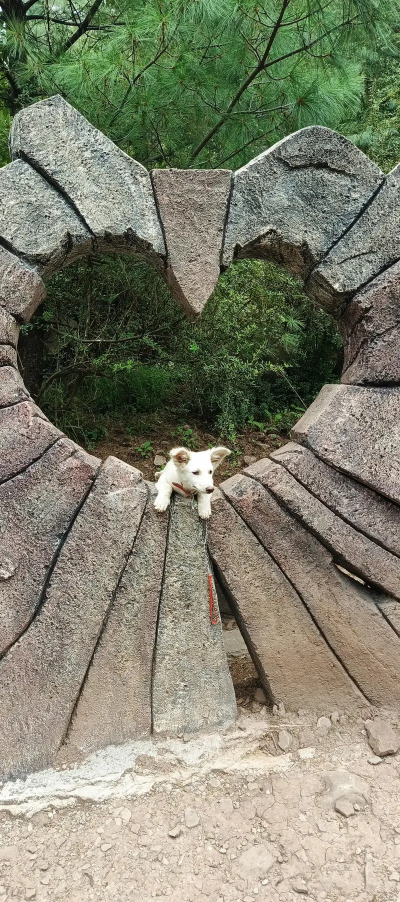 russian dog white colour 4months old — photo 2