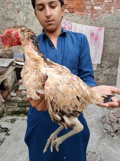 Long hight,Full breeding,Looking for eyes,breeding for best