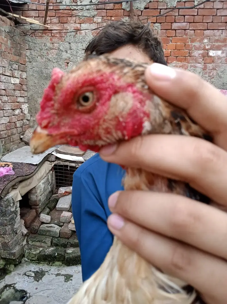 Long hight,Full breeding,Looking for eyes,breeding for best — photo 3